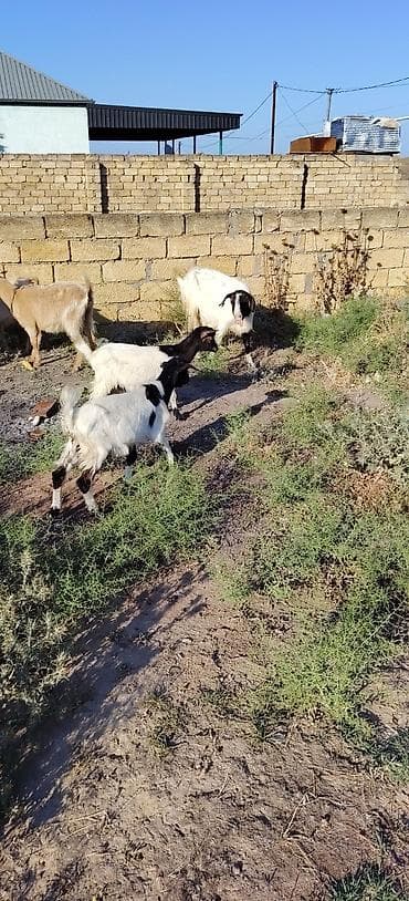 cins pisik: Ekiz balalı 1 dişi 1 erkey bala ile - Növ: Süd və ət istiqamətli — 1