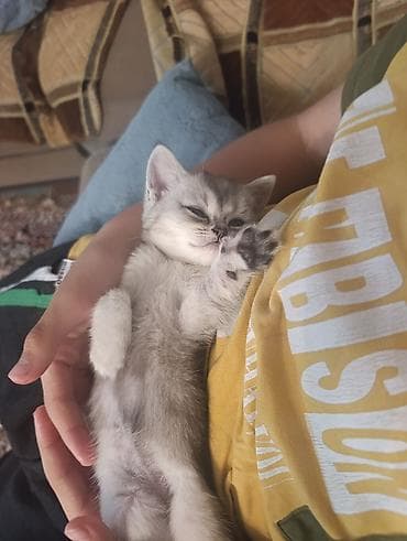 pisik şotland: Şotland yastı qulaq — 5