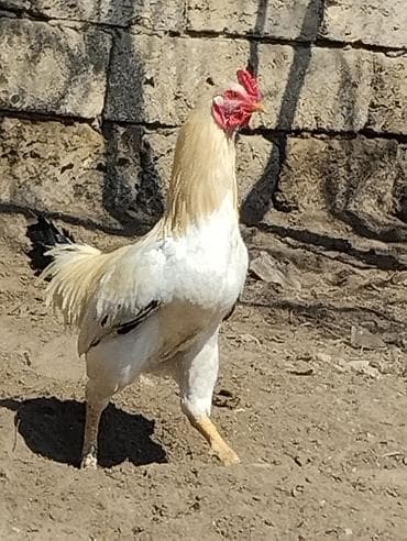 canavar balasi satilir: 9 aylıq Heyratı qarışıqlı xoruz satılır.Tam sağlam və aktiv xoruzdur — 1