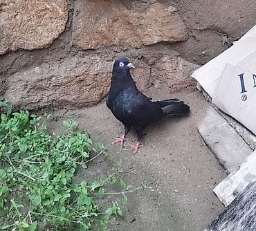 Tutulma erkey 12 tuk