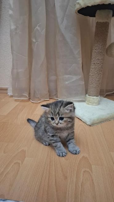 qus satisi: Britan — 3