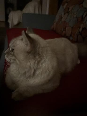 pişiylər: Şotland uzun tüklü, Erkək — 5