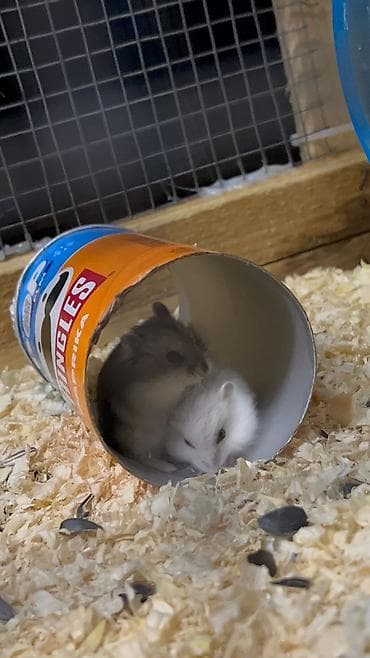 cunqarik satisi: Salam 3 dənə şirin tam sağlam təmiz 19 günlük cunqarik bala — 2