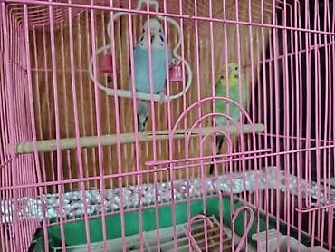 Sevimli dalğıç papuqaylar (2 ədəd) – qəfəs və aksesuarlarla birlikdə 1