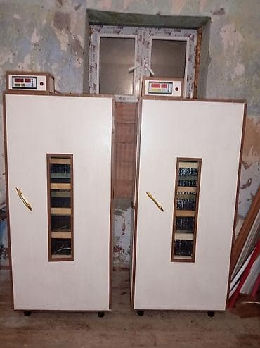 Keçilər, çəpişlər: İnkubator 1000 yumurtalıq zakasla yigilir çıxış faizi 85-90 fayizi — 1