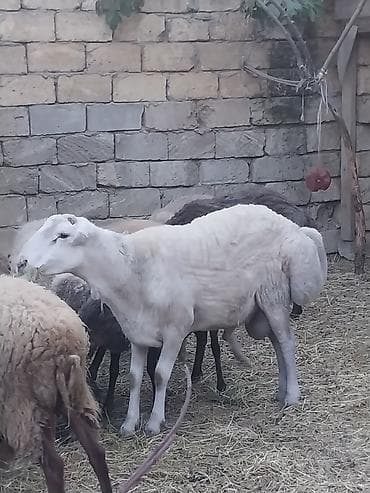 en iri it cinsi: Ana bala qoyun quzu satılır — 6