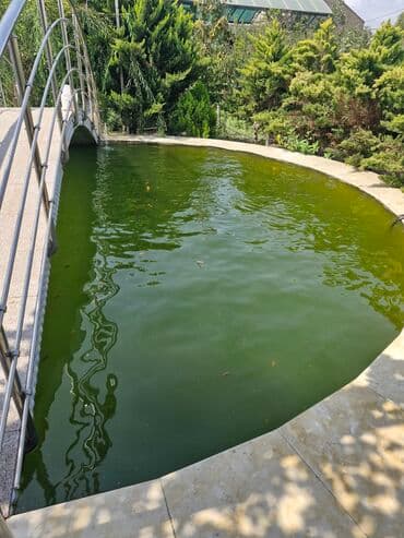 oskar balığı: Koi, Sülhsevər, Ünvandan götürmə — 1