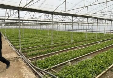 qaxda obyekt satilir: Tecili obyekt satilir!!! Zire Qesebesi, Qishlaqda 2 hektar 20 sot ve — 3