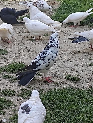 it adlari erkek: Müxtəlif rənglərdə və naxışlarda göyərçinlər. Onlar ağ, qara və boz — 4