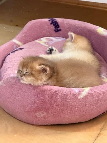 bala pişik ucuz: Erkək — 6