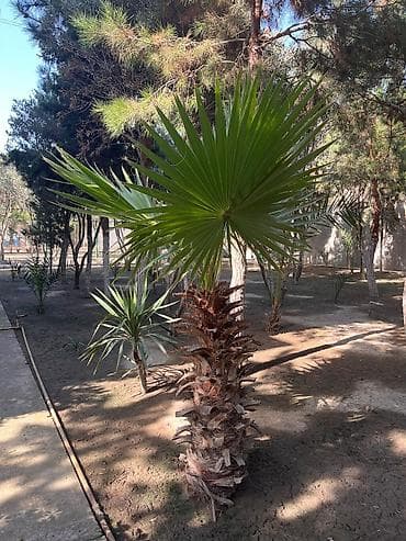 Tinglər: Bu palma ağacı müxtəlif ölçülərdə mövcuddur və bağçalar, parklar və — 3