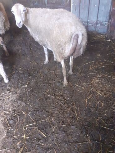 beyleqan sortu qoyun: 3 qarndı ciddi şəxslər razlaşmaq olar zəngin vurun — 5