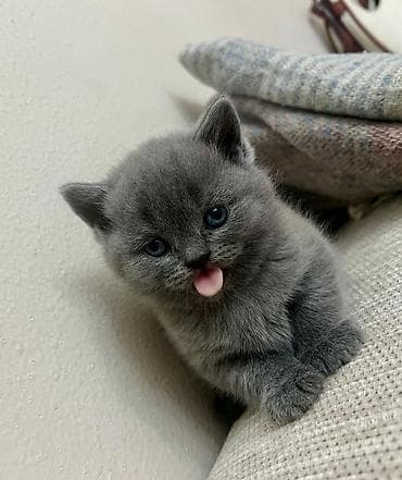 sani kecisi: Britan — 5