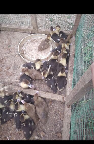 zumrud ordək: Məhsul: Musku ördək balaları Yaşı təxminən bir neçə həftəlikdi aktiv — 2