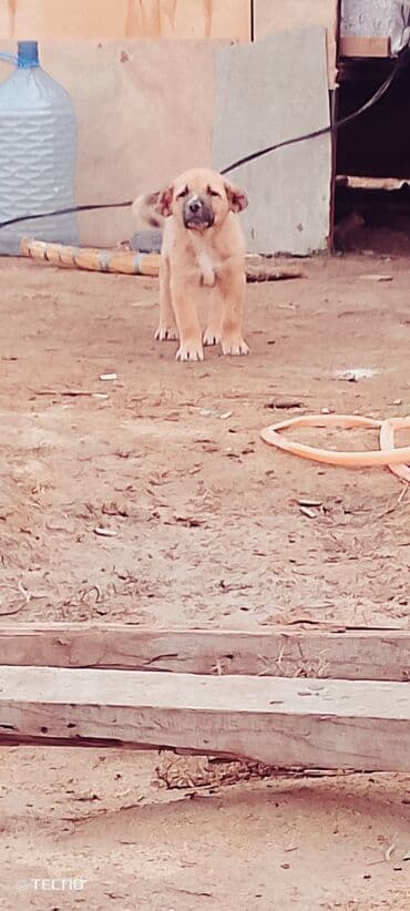 Qurdbasar, 2 ay, Erkek, Peyvəndli, Ünvandan götürmə lalafo.az -da Qurdbasar, 2 ay, Erkek, Peyvəndli, Ünvandan götürmə