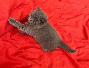 Boz tüklü balaca pişik balası - Cinsi: qısa tüklü, bərk və ipək kimi