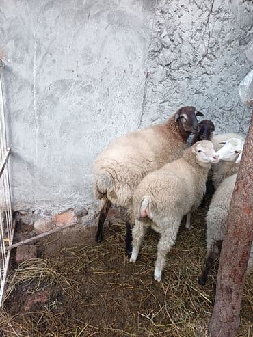 İtlər: Qoyun-quzu sürüsü - Şəkillərdə görünən kiçik sürü: müxtəlif rənglərdə — 6