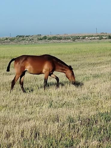 balaca tuklu itler: Xidmət/Heyvan: Katır (eşşək-at qarışığı) Təsvir: - Sağlam, möhkəm — 2