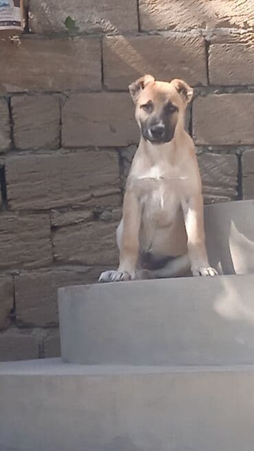 balıq yemləri: 3 ay — 2