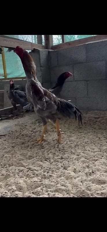 cucə və xoruz təmsil: 2 eded ymurta veren toyuq bir eded dotusen xoruz cemi 100 azn — 2