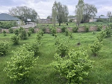 nzs torpaq satilir: 4 sot, Kənd təsərrüfatı, Mülkiyyətçi — 3