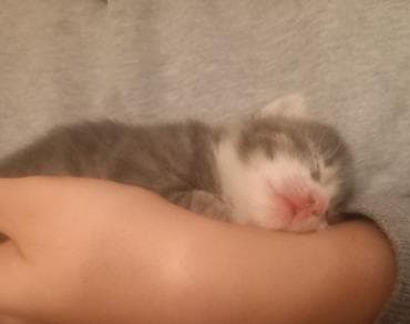 keçiler: Yaxşı əllərə — 2