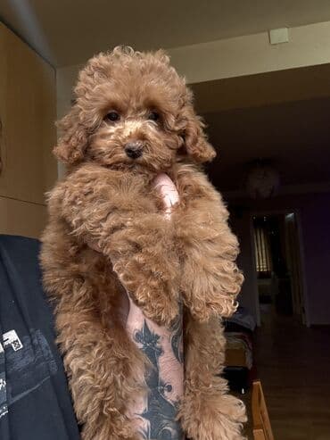 dagistan coban iti: Pudel — 3