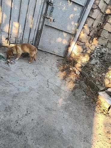 ıtler: 1 ay, Dişi, Peyvəndli, Ünvandan götürmə, Ödənişli çatdırılma — 1