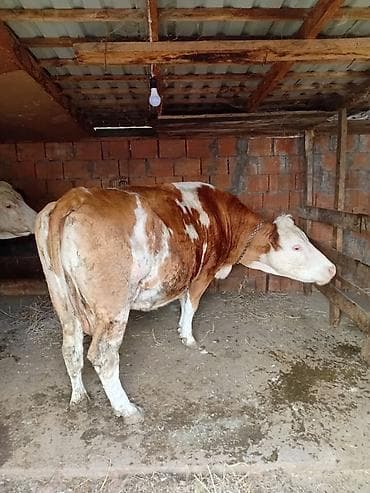 sort inəklər: Satılır: Simmental tipli 2 baş iri buynuzlu heyvan Xüsusiyyətlər: - — 2