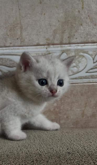 Şinşilla, Erkək, Dişi