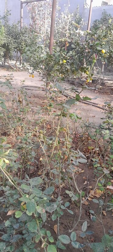 bag ucun agaclar: Məhsul: Gül kolları (qızılgül fidanları) Təsvir: - Açıq torpaq və ya — 5