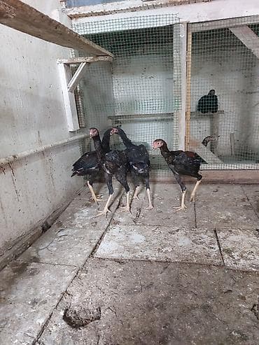 kənd cuceleri: Toyuq cücələri, Damazlıq — 7