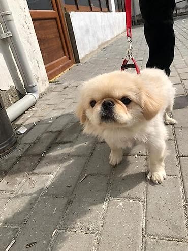 Digər heyvanlar: Pekines — 5