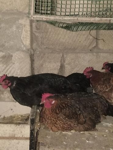 afcarka dişi: Toyuq, Yumurtalıq — 3