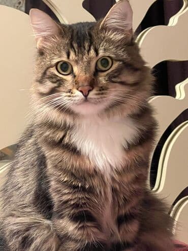 UAZ: Şinşilla, Yaxşı əllərə — 5