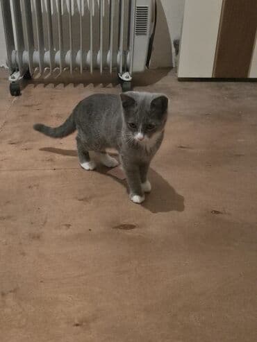 böyüməyən pişik: Dişi, Yaxşı əllərə — 3