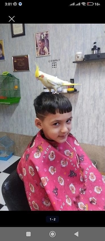 bildirçin quşu: Watsap elaqe Növ: Nimfa (Cockatiel) – lutino rəng mutasiyası Rəng və — 1