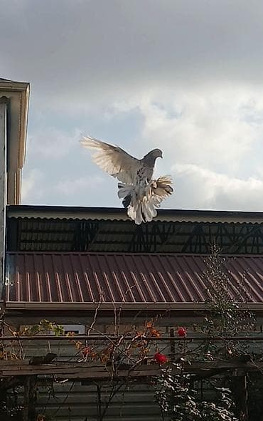 pitbul sekilleri: Məhsul: Bəzək və uçuş üçün gözəl göyərçin Təsvir: - Nadir rəng — 1