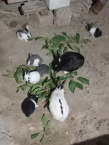 dovşan evi: Məhsul: Ev dovşanları (balalar və ana dovşan) Təsvir: - Rənglər: ağ — 3