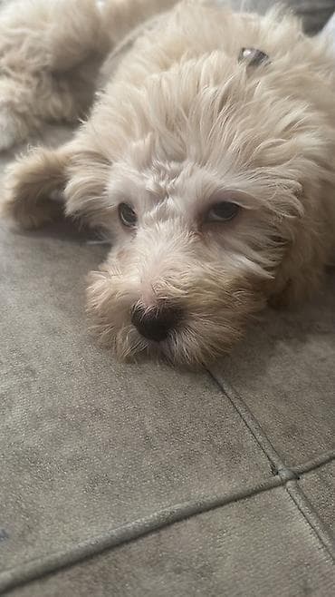 it qiz sekilleri: Pudel, 5 ay, Dişi — 3