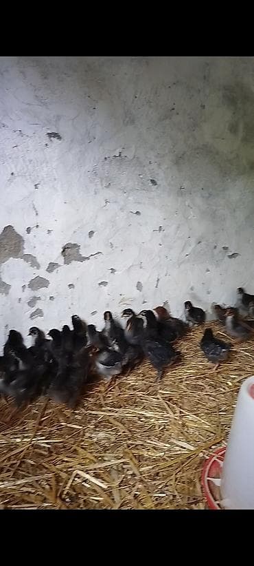 cücə və xoruz təmsil: 25 günlük super seçmə rəng seçmə kənd cücələri satılır, hamısı qara — 8