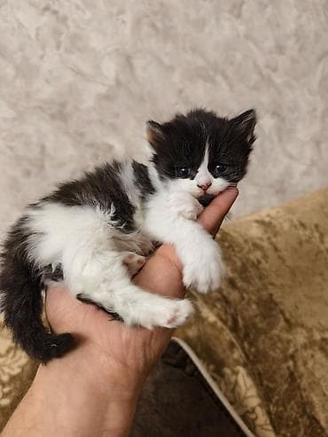siyam pişiyi: Britan, Erkək, Dişi, Ünvandan götürmə — 8