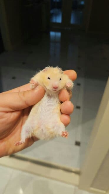 Lincoln: Pulsuz Bala dovsanxamyak ve deniz donuzu svinka isteyirem bashqa — 2