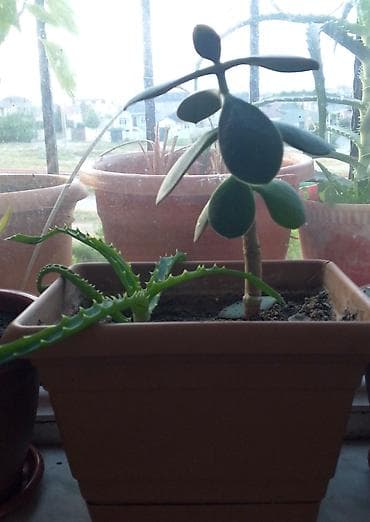 Aloe və pul ağacı. İkisi bir dibçəkdə. 6 man. Pulsuz çatdırılma həftə — 1