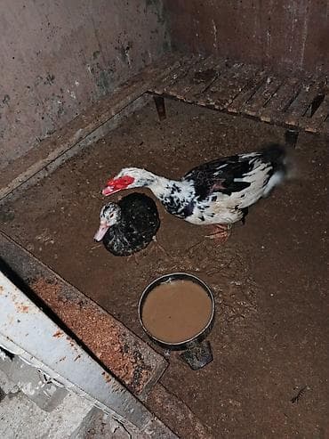 qara qoyun: Muscovy ördəkləri (indi lirak/indoutka kimi tanınır) – 2 baş - Rəng — 1