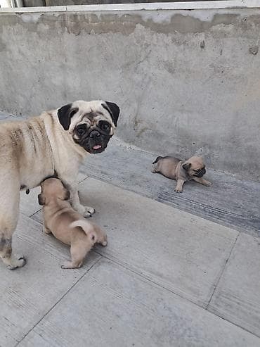 pulsuz it type 1: Mops, 1 ay, Dişi, Peyvəndli, Ünvandan götürmə, Ödənişli çatdırılma — 4
