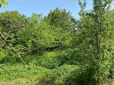 qubada torpaq satilir 2020: 10 sot, Mülkiyyətçi, Kupça (Çıxarış) — 2