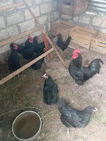 ataks toyuqlari: Toyuq, Australorp, Yumurtalıq, Ünvandan götürmə — 1