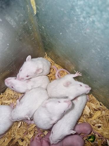 Hamster balaları – müxtəlif rənglərdə - Rənglər: ağ, krem