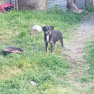 gelincik heyvan: Peyvəndli — 5